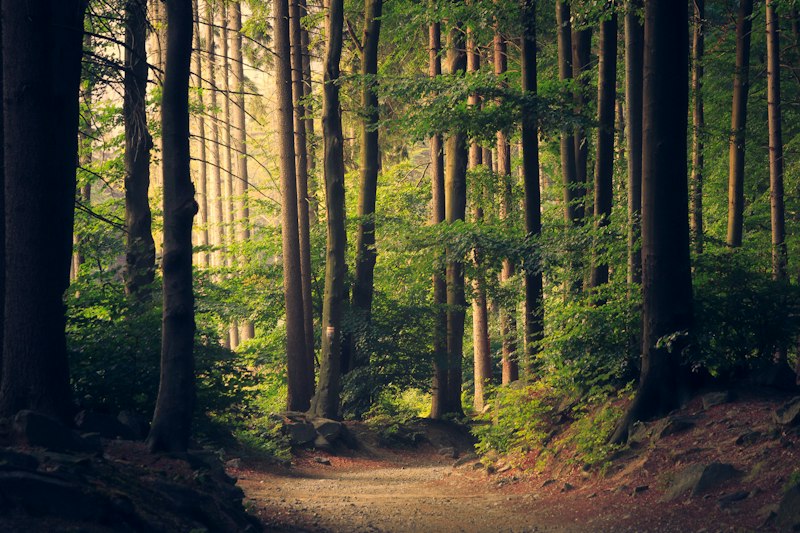 Inca Trail forest
